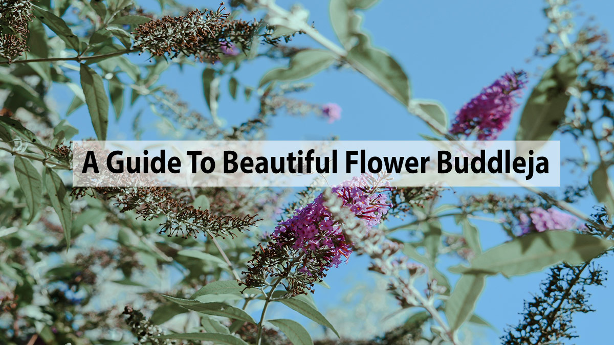 Guide To Beautiful Flower Buddleja